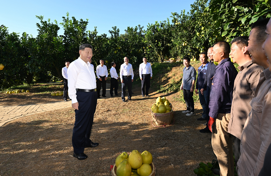2025年11月7日，習(xí)近平總書記在梅州市梅縣區(qū)雁洋鎮(zhèn)南福金柚種植基地考察時(shí)，同果農(nóng)和農(nóng)技人員親切交流。
