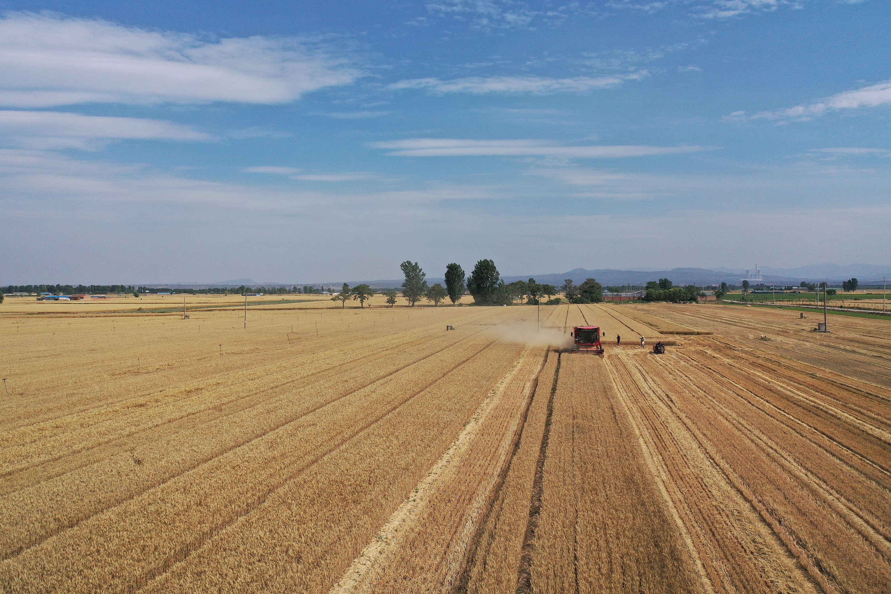 2025年6月3日，河南焦作，溫縣黃河街道灘王莊村農(nóng)民駕駛收割機(jī)收獲小麥。